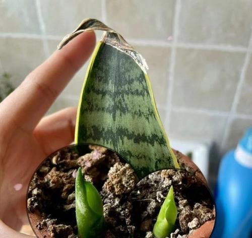 水苔扦插玫瑰花的正确步骤是什么？