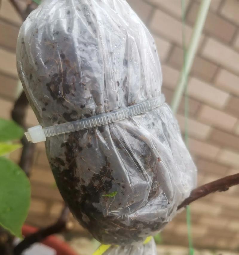 水苔扦插玫瑰花的正确步骤是什么？