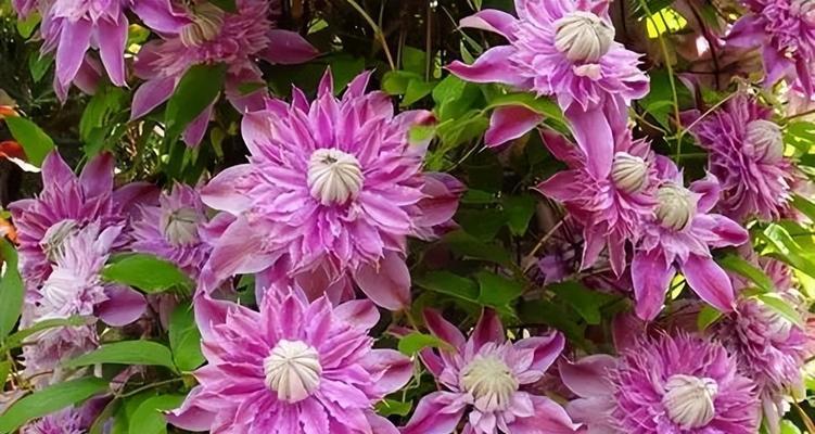 天紫玉仙人球的开花时间是什么时候？如何促进其开花？