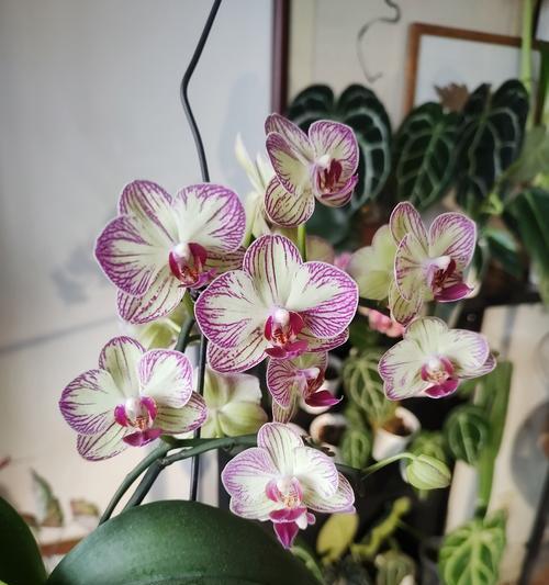 天紫玉仙人球的开花时间是什么时候？如何促进其开花？