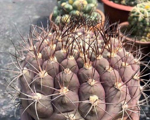 天紫玉仙人球的开花时间是什么时候？如何促进其开花？