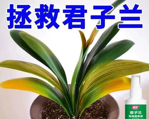 君子兰根大叶子黄的原因是什么？如何解决？