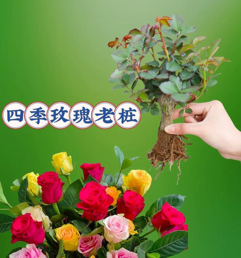 混合花色的玫瑰花盆栽如何养护？需要注意哪些问题？