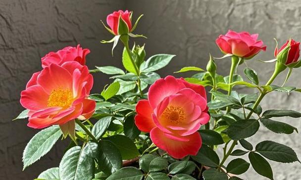 混合花色的玫瑰花盆栽如何养护？需要注意哪些问题？