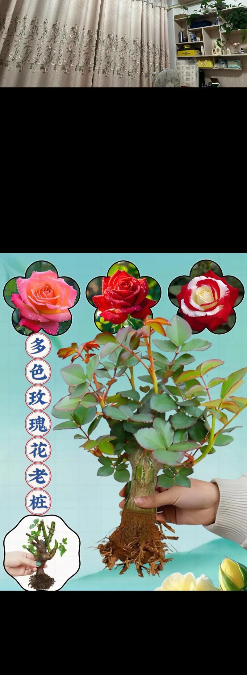 混合花色的玫瑰花盆栽如何养护？需要注意哪些问题？