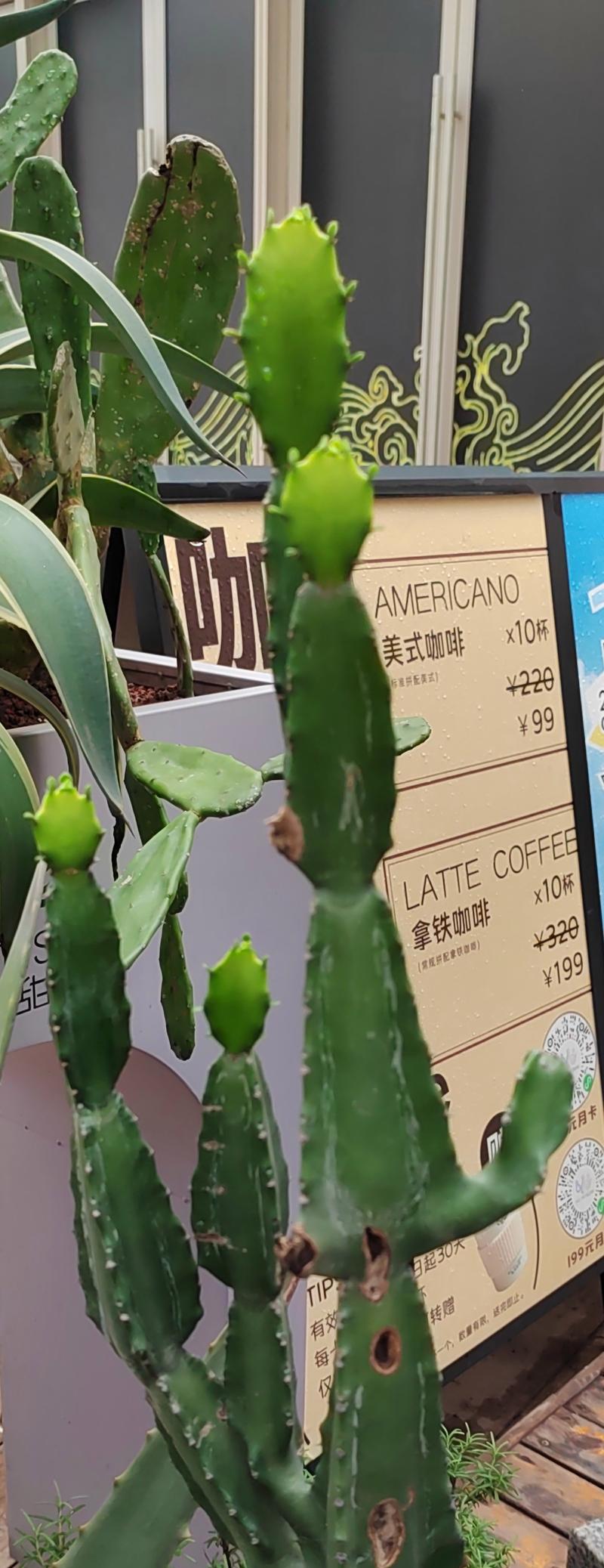 琉璃团扇仙人掌的种植方法是什么？有哪些注意事项？