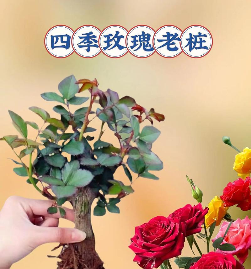 老盆栽玫瑰花怎么养？如何焕发新生？