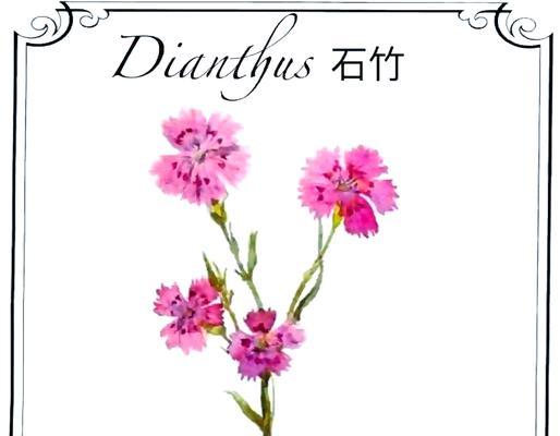石竹花和牡丹花怎样才能顺利开花？