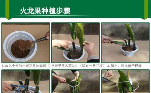 剑士仙人掌的种植步骤和技巧是什么？