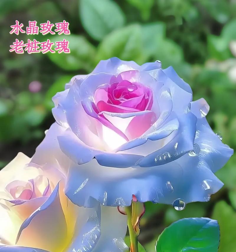 青苔玫瑰属于哪种玫瑰花品种？