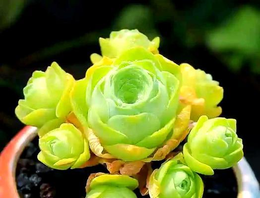 青苔玫瑰属于哪种玫瑰花品种？