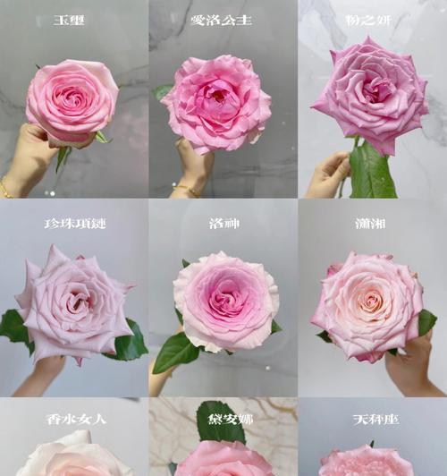 青苔玫瑰属于哪种玫瑰花品种？