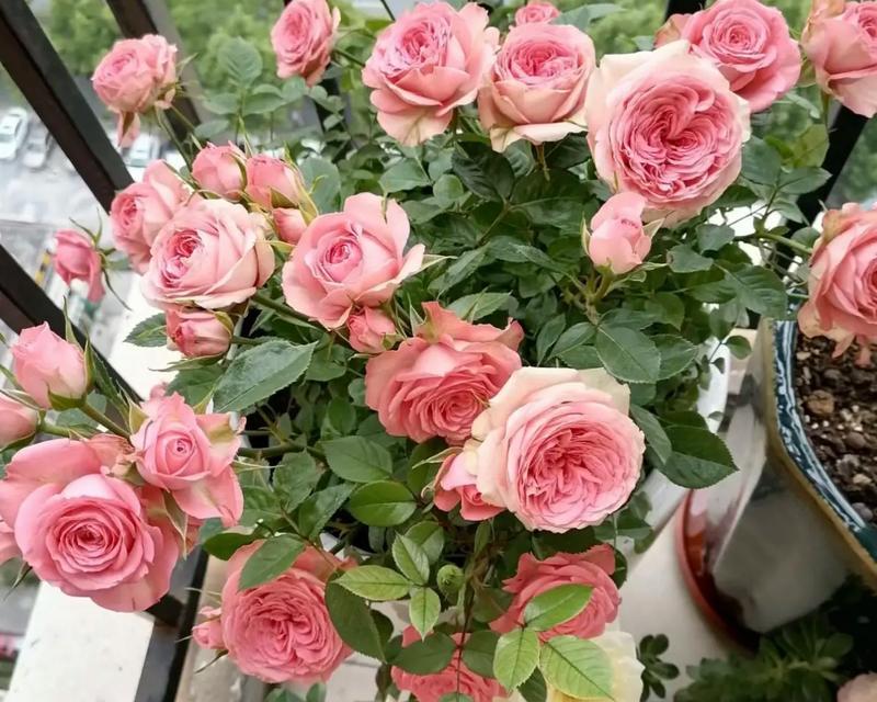 粉色玫瑰花专用泥土的名称是什么？