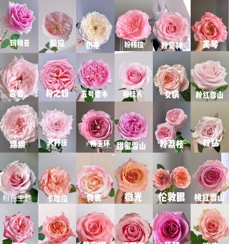 粉色玫瑰花专用泥土的名称是什么？