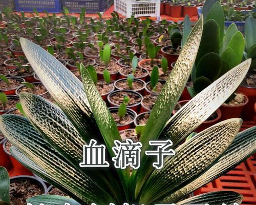 无坑纹君子兰的养护要点是什么？有何特别注意？