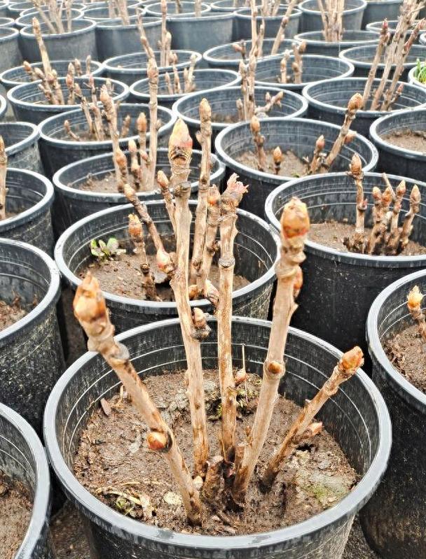 新买的牡丹花养护方法是什么？