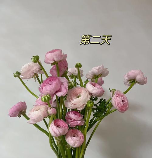 新买的牡丹花养护方法是什么？