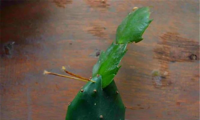 宝塔红心仙人掌种植技巧？如何确保顺利生根？