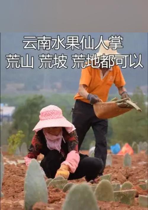 宝塔红心仙人掌种植技巧？如何确保顺利生根？