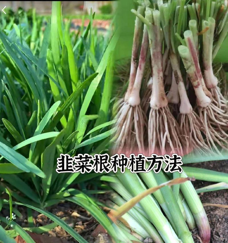 宝塔红心仙人掌种植技巧？如何确保顺利生根？