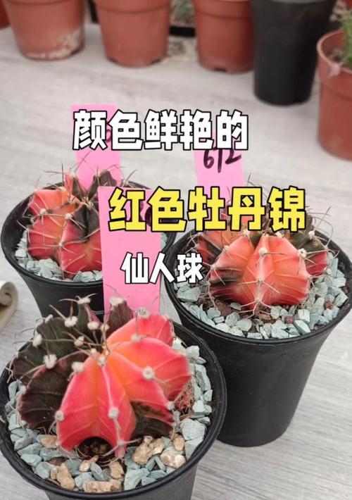 黑牡丹仙人球施肥有什么讲究？哪种肥料最适合？