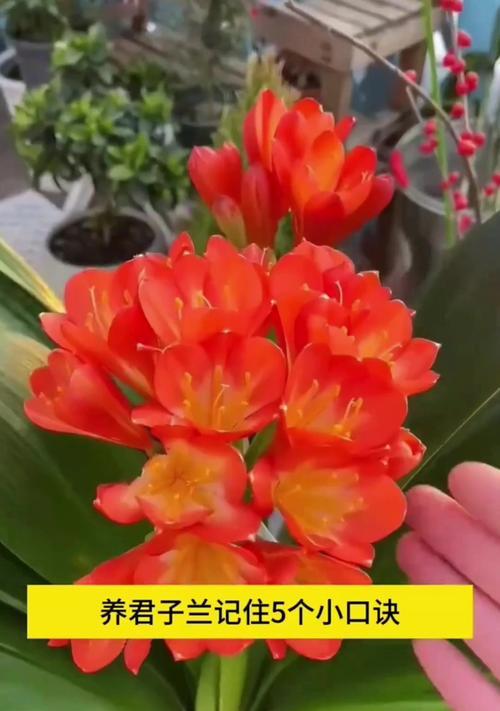 如何正确养护和管理两株君子兰？