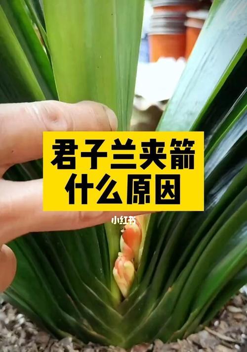 君子兰叶子软化的原因及处理方法是什么？