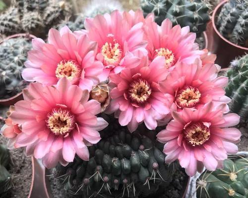 仙人球为何能连续开花多次？背后的原因是什么？