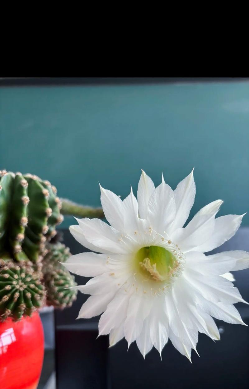 仙人球为何能连续开花多次？背后的原因是什么？