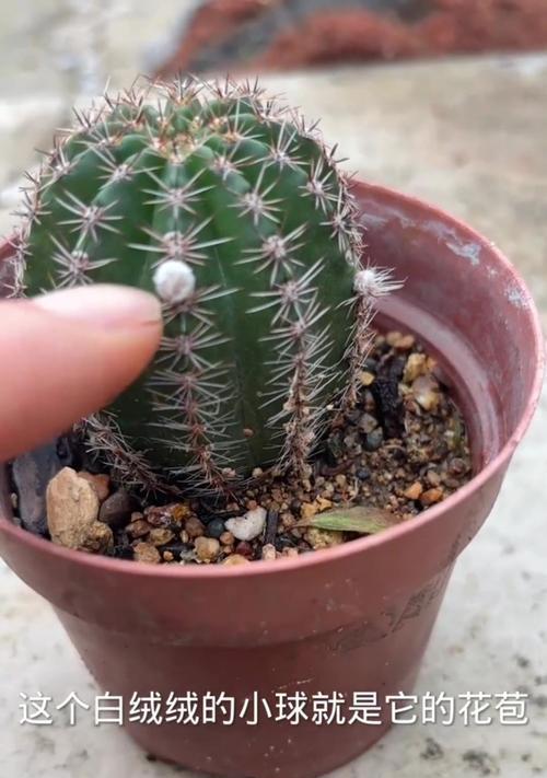仙人球为何能连续开花多次？背后的原因是什么？