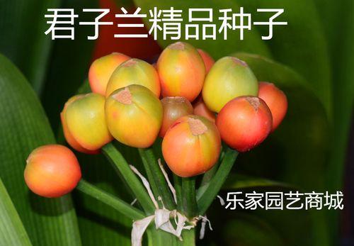 君子兰小苗的培育方法有哪些？