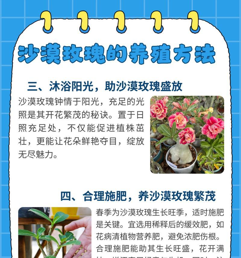 购买的玫瑰花应该如何种植？种植步骤是什么？
