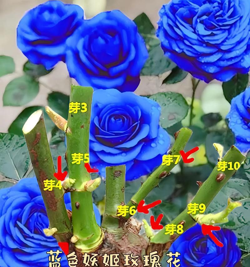 购买的玫瑰花应该如何种植？种植步骤是什么？