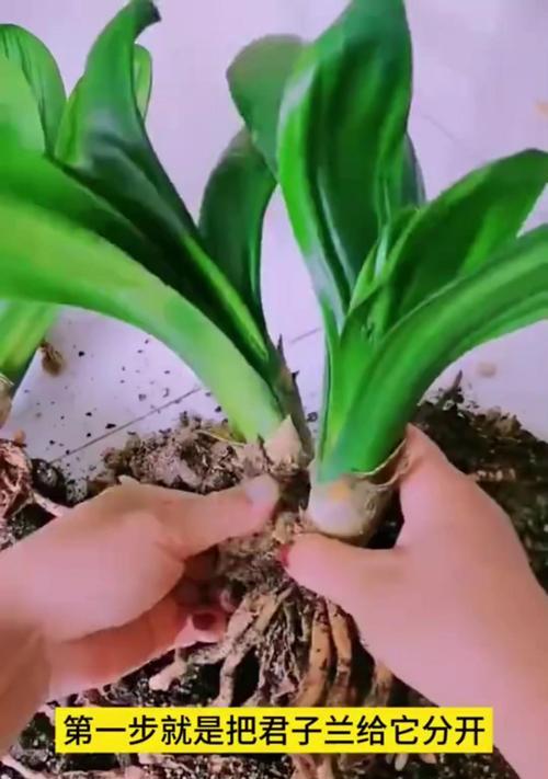 君子兰发芽无痕的原因是什么？