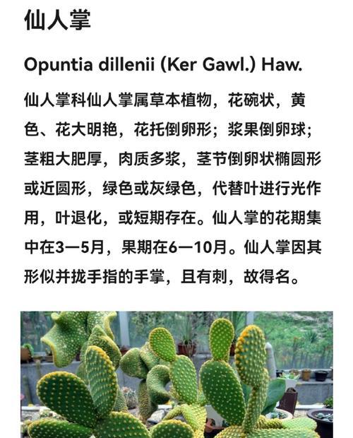 仙人掌清新盆景养护和浇水技巧？