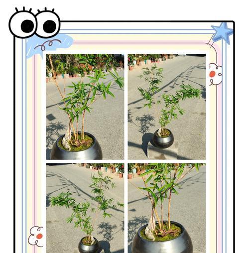 竹子的日常养护有哪些技巧？