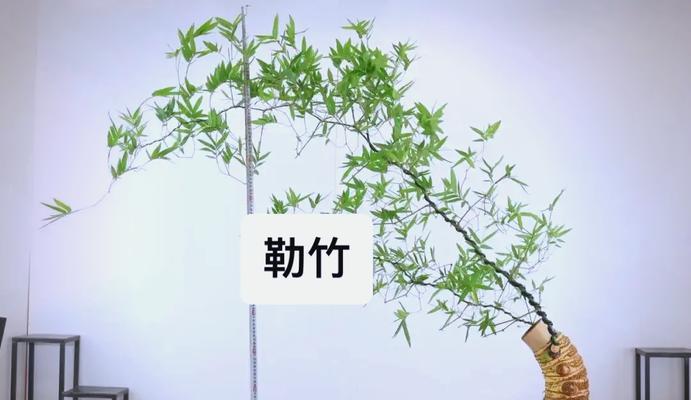 竹子的日常养护有哪些技巧？