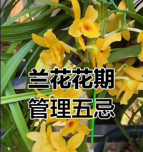 兰花的种植技巧有哪些？如何避免兰花种植中的常见问题？