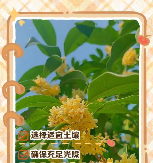 金桂的养殖环境和条件是什么？