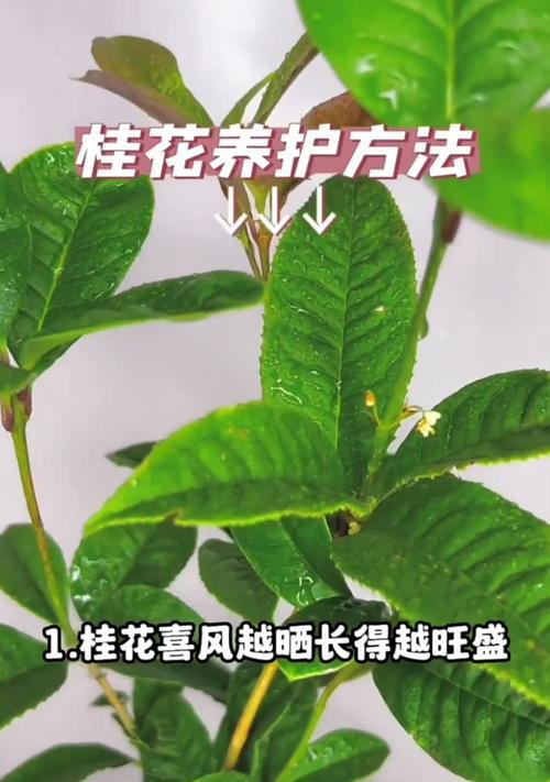 金桂的养殖环境和条件是什么？