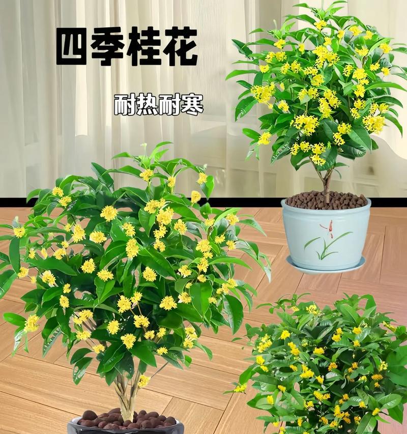 金桂的养殖环境和条件是什么？