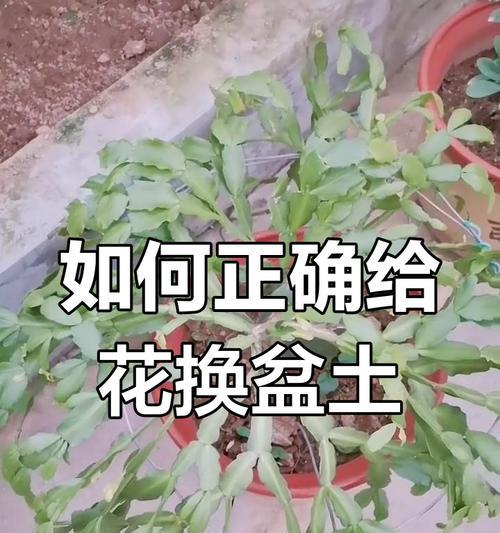 仙人球换盆的最佳时机是什么时候？
