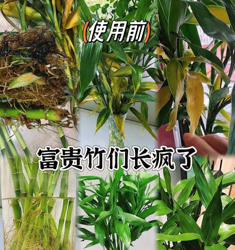 富贵竹叶片发黄的原因是什么？如何解决？