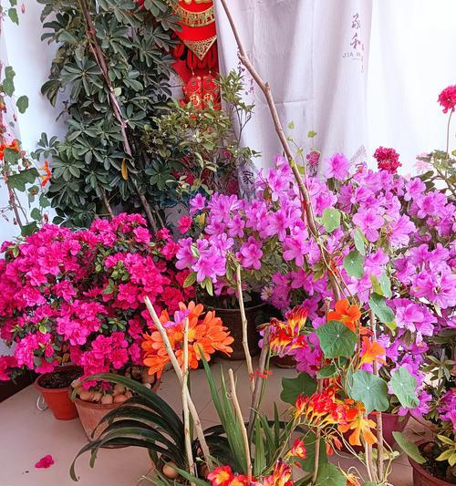 夏季哪些花会开放？如何照料它们？