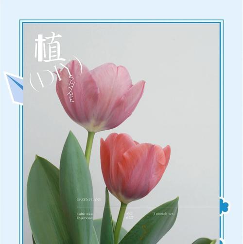 郁金香的种植步骤是什么？种植郁金香需要注意什么？