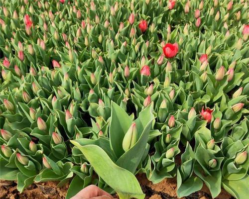 郁金香的种植步骤是什么？种植郁金香需要注意什么？
