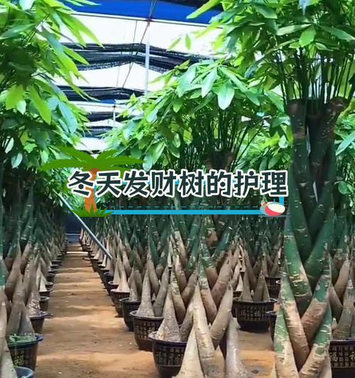 室外发财树的养护技巧有哪些？怎样才能养得最好？