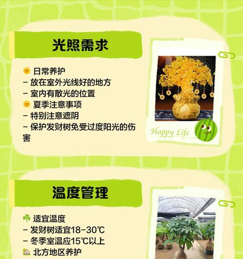 室外发财树的养护技巧有哪些？怎样才能养得最好？