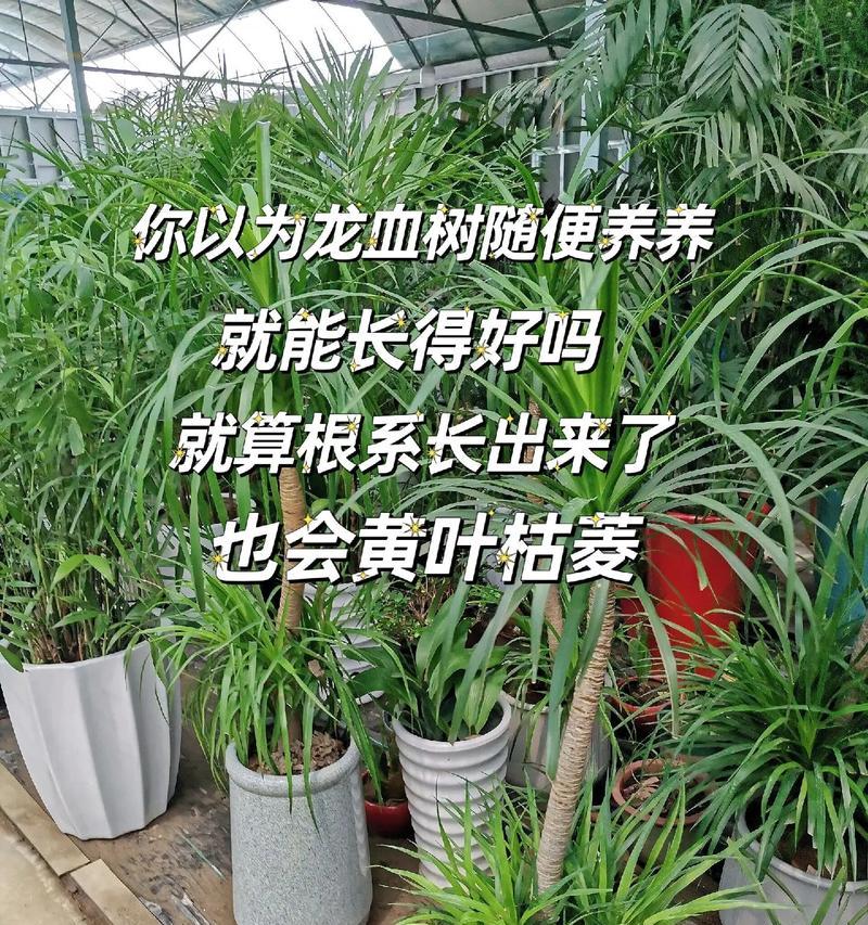 龙血树适合哪些人群？哪些人不宜养龙血树？