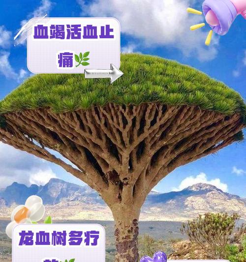 龙血树适合哪些人群？哪些人不宜养龙血树？